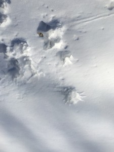 Racoon prints